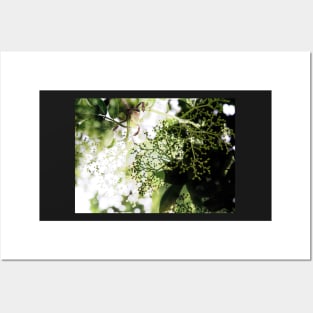 Elderflower blossom in midsummer light Posters and Art